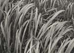 Grass and Rain by Ansel Adams