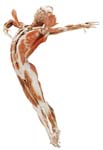 Body Worlds