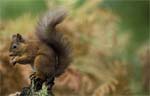 British Wildlife Photography Awards 2009