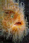 Coral E-Current Photo Contest