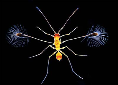 2008 Olympus BioScapes