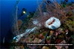 2009 International Underwater Photo Competition