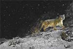 Wildlife Photographer of the Year 2009