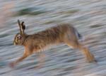 WWT Nikon Photography Competition 2009