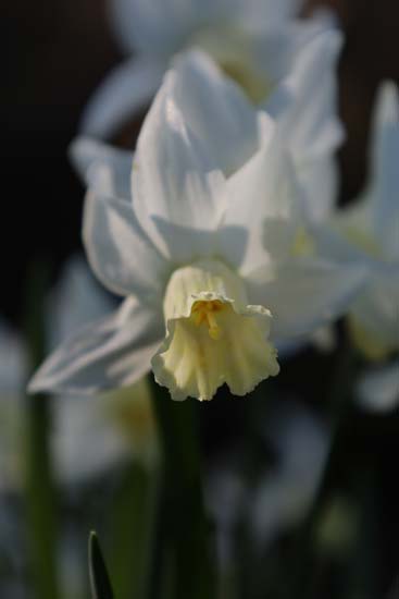Canon RF 24-105mm F4-7.1 IS STM