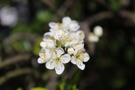 Canon RF 24-105mm F4-7.1 IS STM