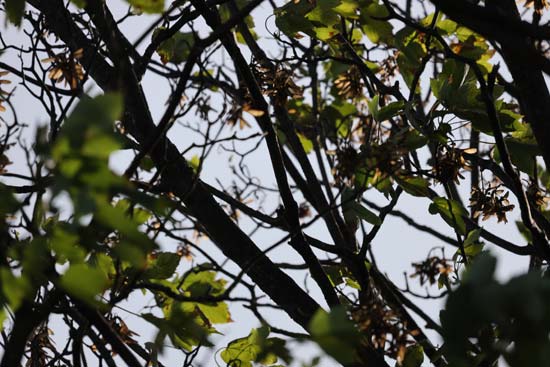 Canon RF 600mm F11 IS STM