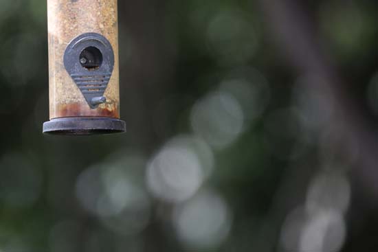 Canon RF 800mm F11 IS STM