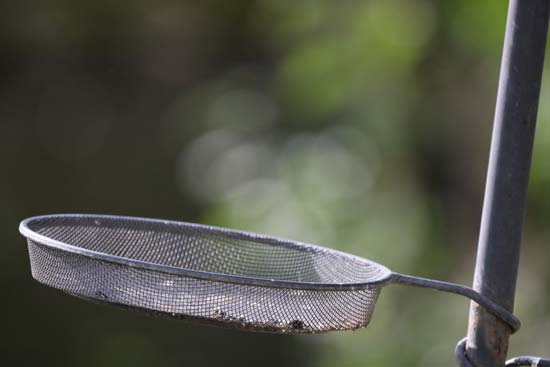 Canon RF 800mm F11 IS STM