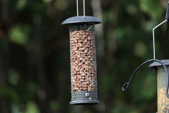 Canon RF 800mm F11 IS STM