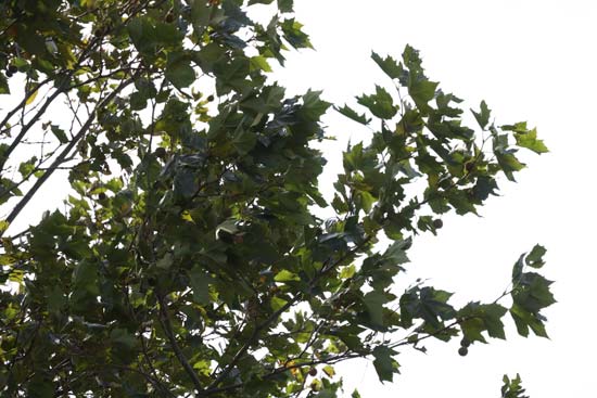 Canon RF 800mm F11 IS STM
