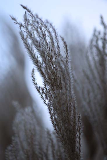 Canon RF 85mm F2 Macro IS STM