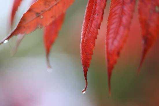 Canon RF 85mm F2 Macro IS STM