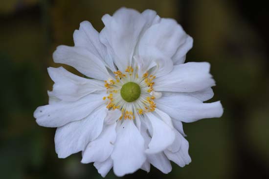 Canon RF 85mm F2 Macro IS STM