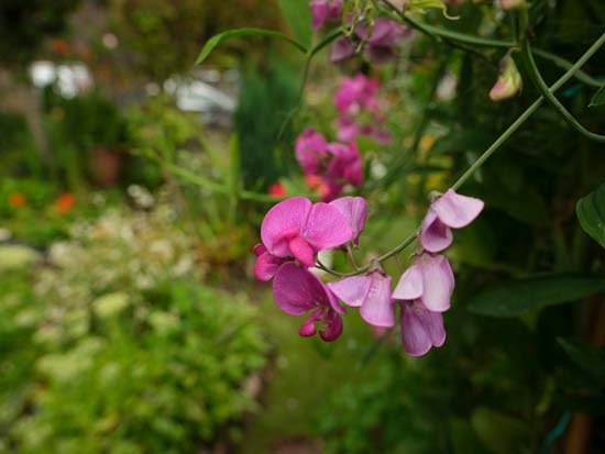 Fujifilm GF 30mm F3.5 R WR