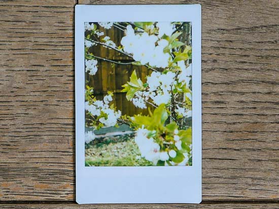 Fujifilm Instax Mini 40 Sample Photo