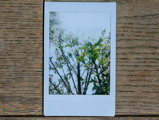 Fujifilm Instax Mini 40 Sample Photo