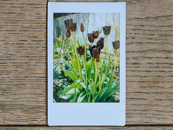 Fujifilm Instax Mini 40 Review