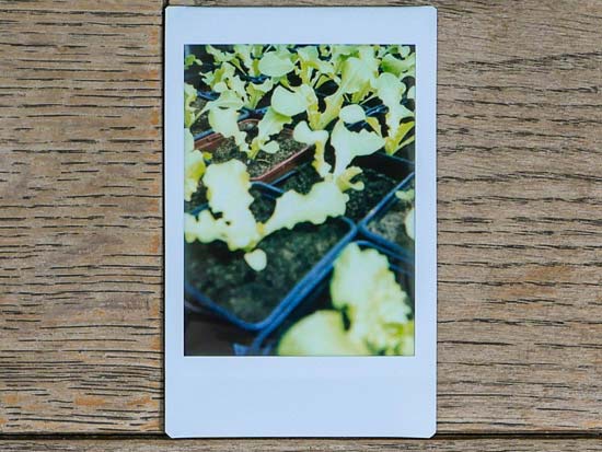 Fujifilm Instax Mini 40 Sample Photo