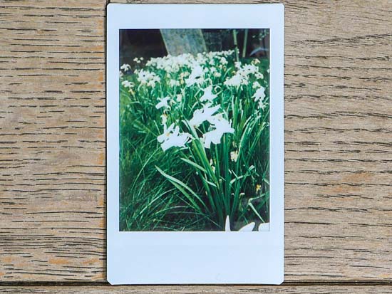 Fujifilm Instax Mini 40 Sample Photo