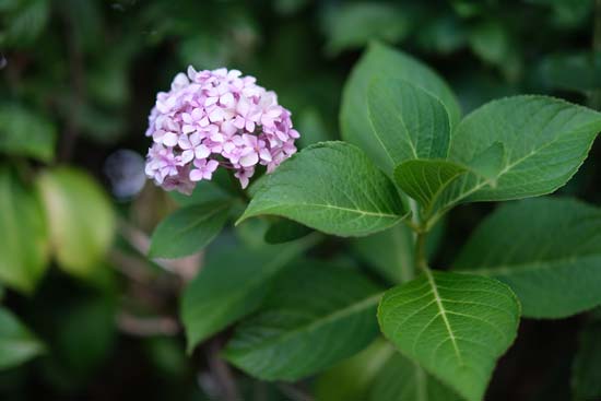 Fujifilm XF 50mm F1.0 R WR