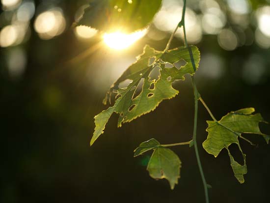 Hasselblad XCD 65mm F2.8