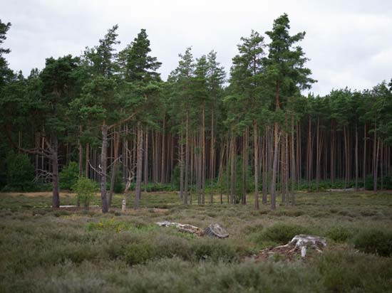 Hasselblad XCD 65mm F2.8