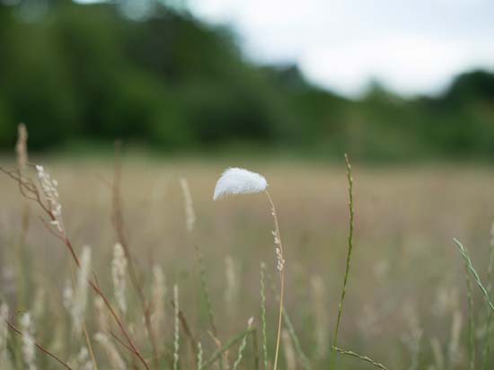 Hasselblad XCD 80mm F1.9
