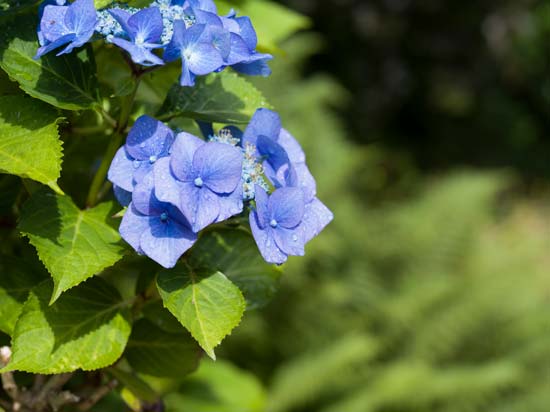 Hasselblad XCD 80mm F1.9