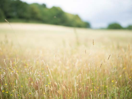 Hasselblad XCD 80mm F1.9