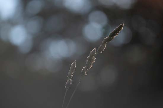 Laowa 100mm f/2.8 2x Ultra Macro APO