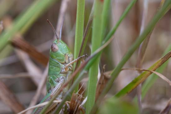 Laowa 100mm f/2.8 2x Ultra Macro APO