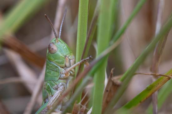 Laowa 100mm f/2.8 2x Ultra Macro APO