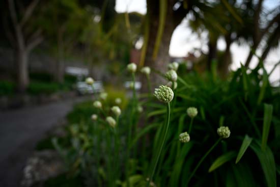Nikon Z 20mm f/1.8 S