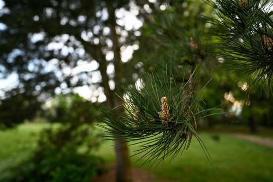 Nikon Z 20mm f/1.8 S