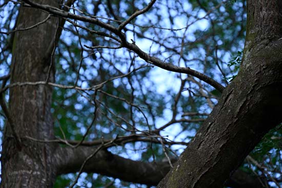 Nikon Z 24-200mm f/4-6.3 VR