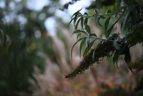 Nikon Z 24‑70mm f/2.8 S II