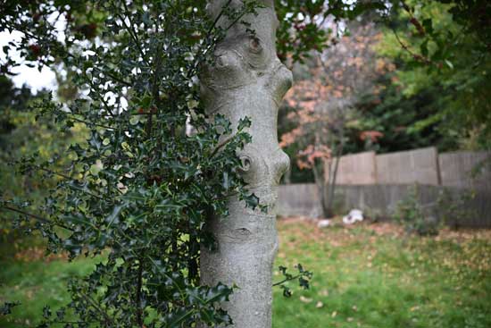 Nikon Z 24‑70mm f/2.8 S II