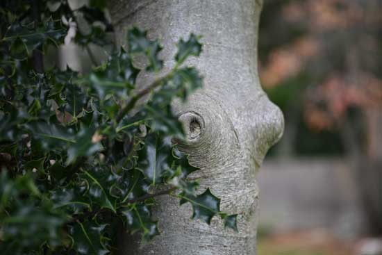 Nikon Z 24‑70mm f/2.8 S II