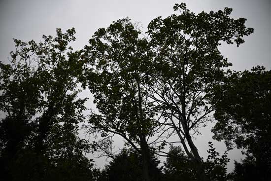 Nikon Z 24‑70mm f/2.8 S II