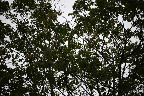 Nikon Z 24‑70mm f/2.8 S II