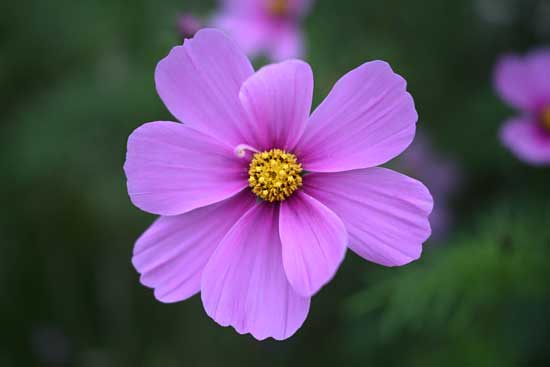 Nikon Z 24‑70mm f/2.8 S II