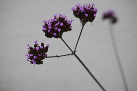 Nikon Z 24‑70mm f/2.8 S II