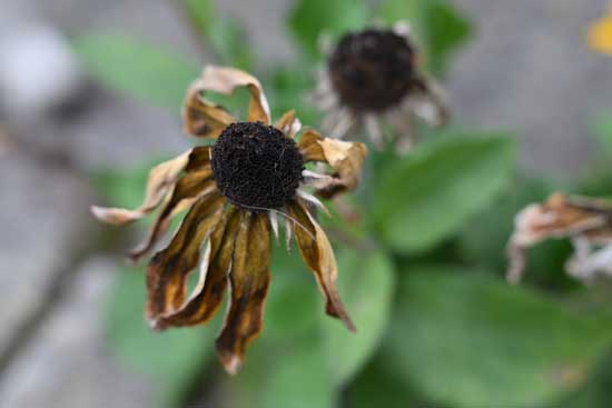 Nikon Z 24‑70mm f/2.8 S II