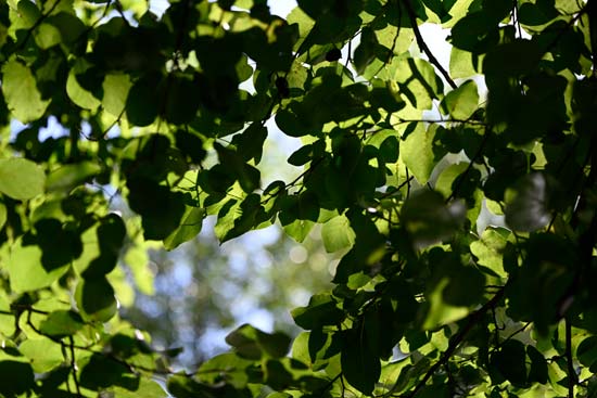 Nikon Z 70-200mm f/2.8 VR S