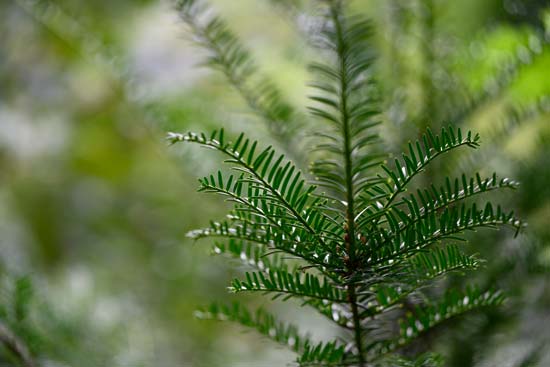 Nikon Z 70-200mm f/2.8 VR S