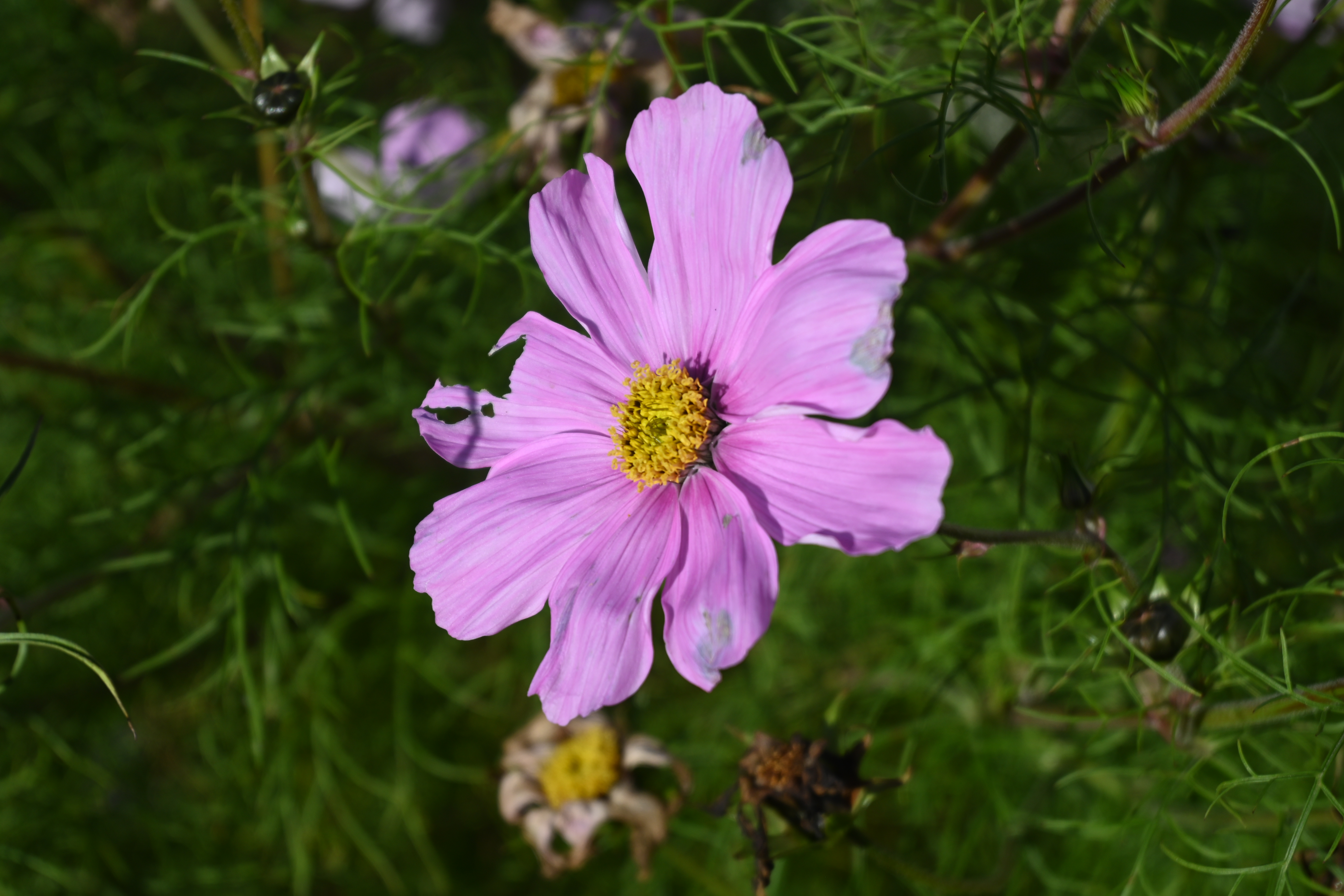 参考写真③ Nikon Z DX 16-50mm F3.5-6.3 VR Review - Sample Images