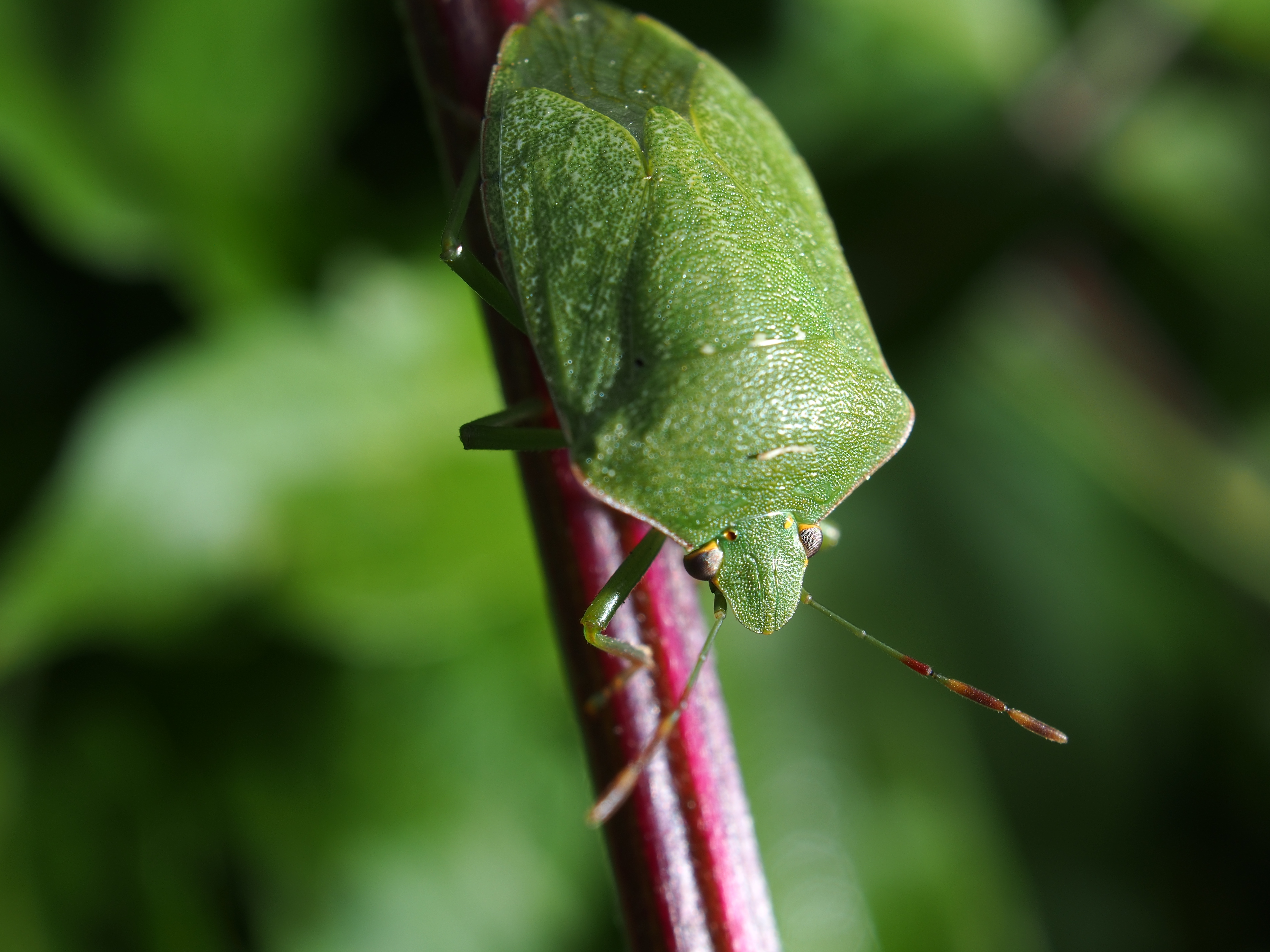 Olympus M.Zuiko Digital ED 30mm F3.5 Macro Review - Sample Images