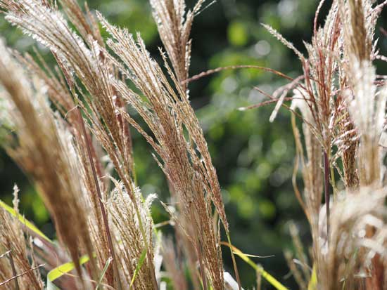 OM System M.Zuiko Digital ED 50-200mm F2.8 IS PRO