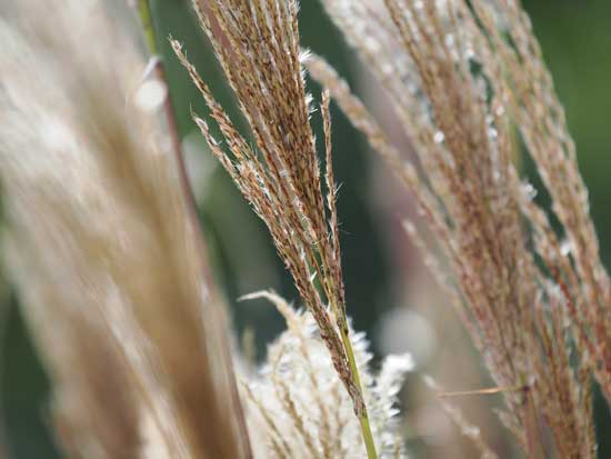 OM System M.Zuiko Digital ED 50-200mm F2.8 IS PRO